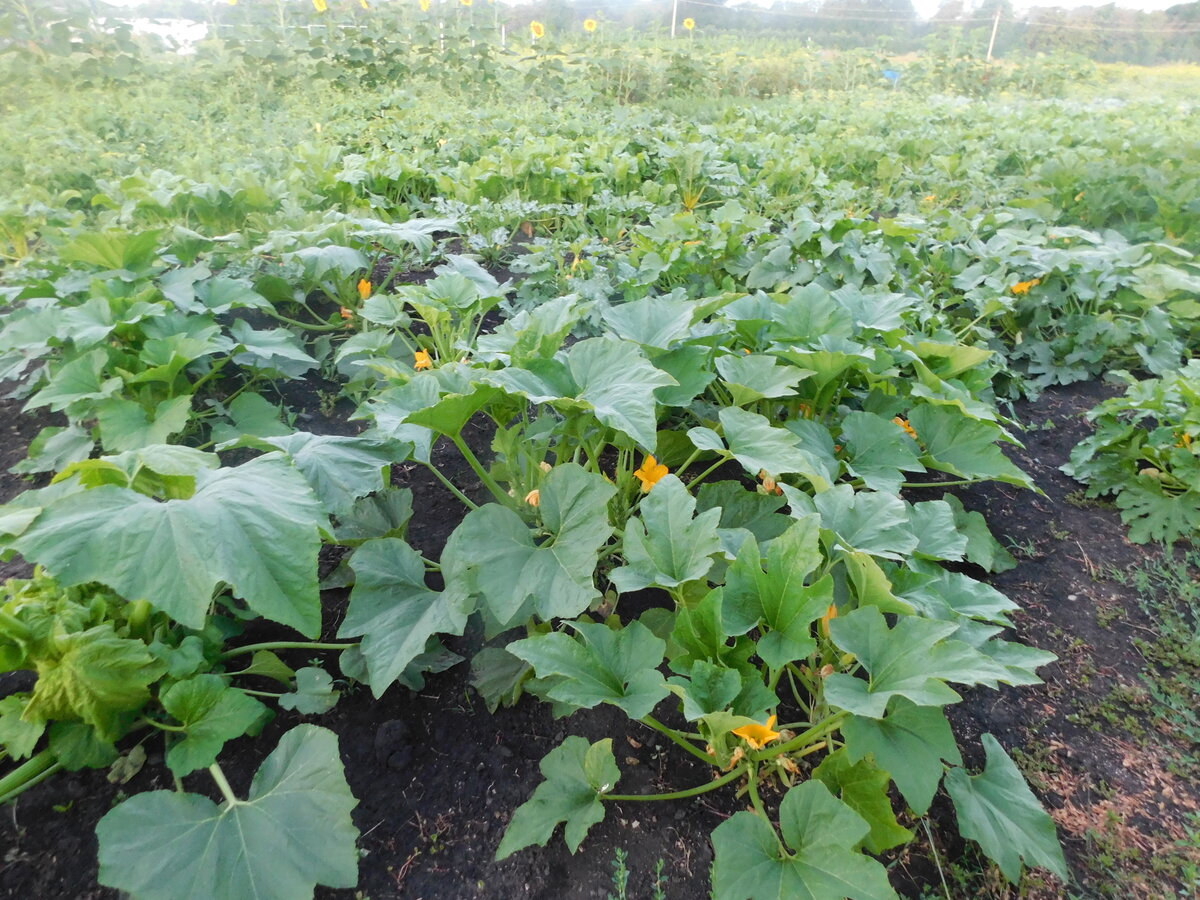 Фото автора канала