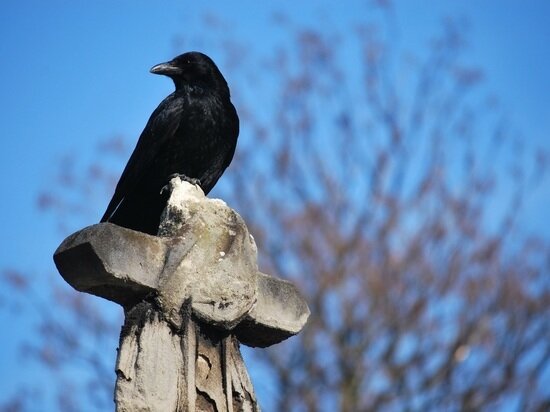 ФОТО: PXHERE.COM 