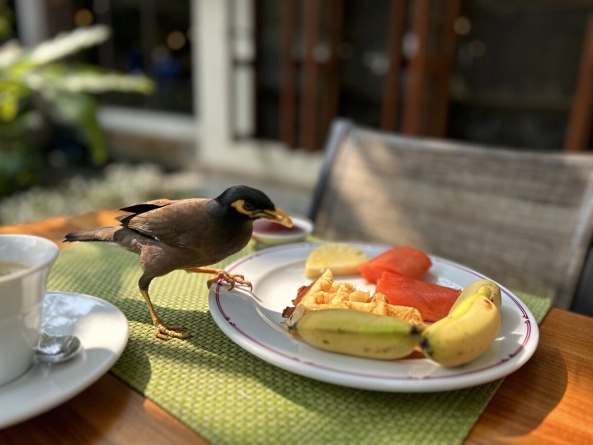 Майна хочет есть