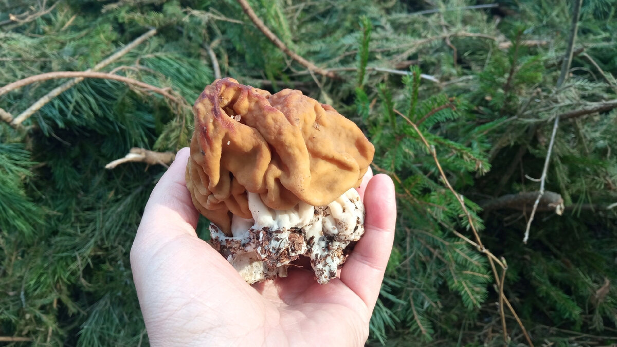 Строчек гигантский