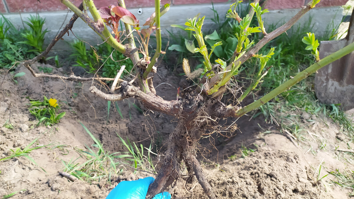 Найди отличие, где роза, а где поросль.