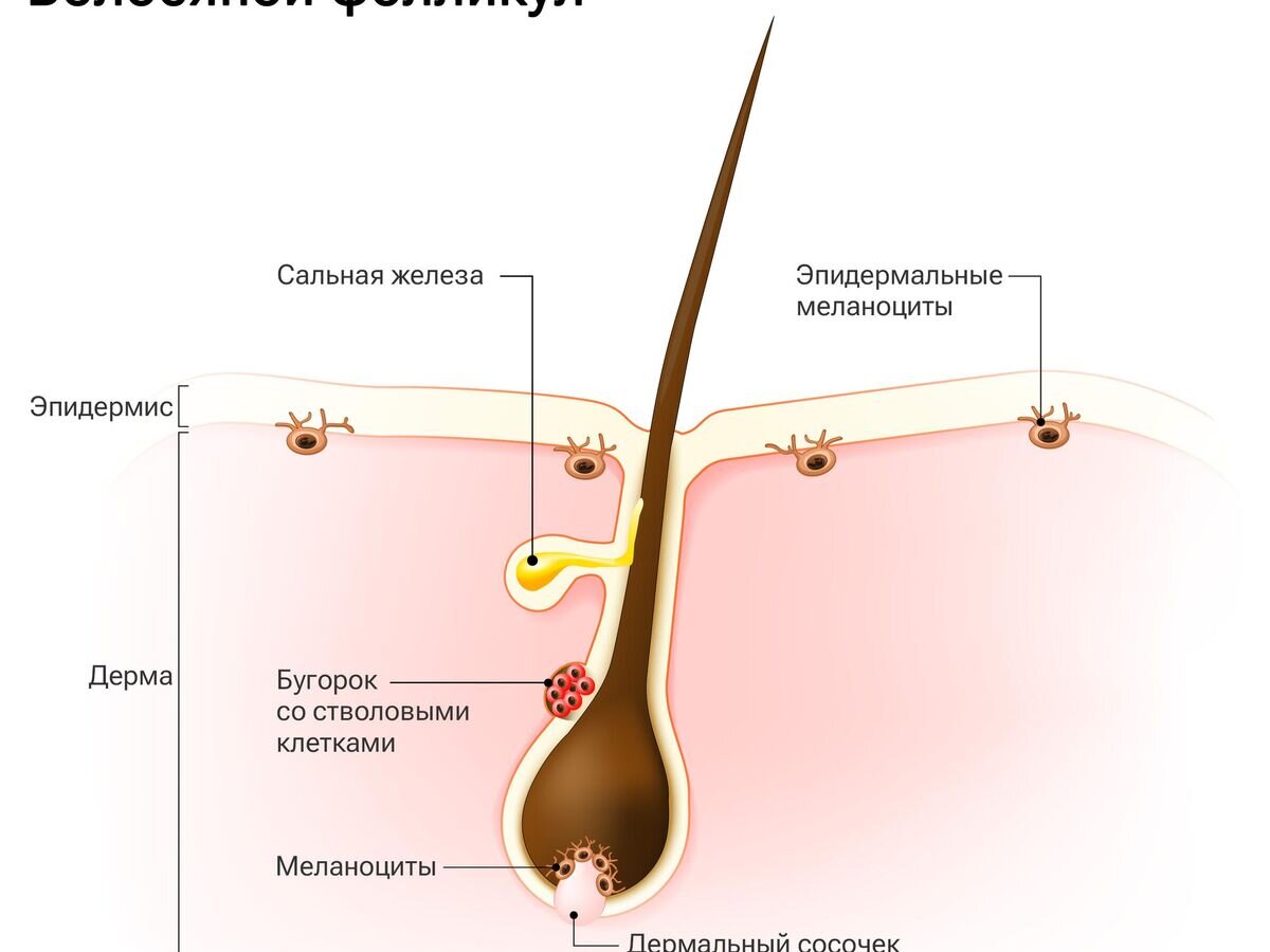    Волосяной фолликул© iStock.com / ttsz