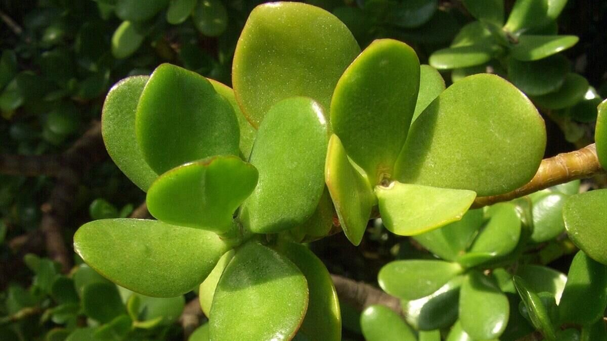 Толстянка зонтичная Crassula Umbella