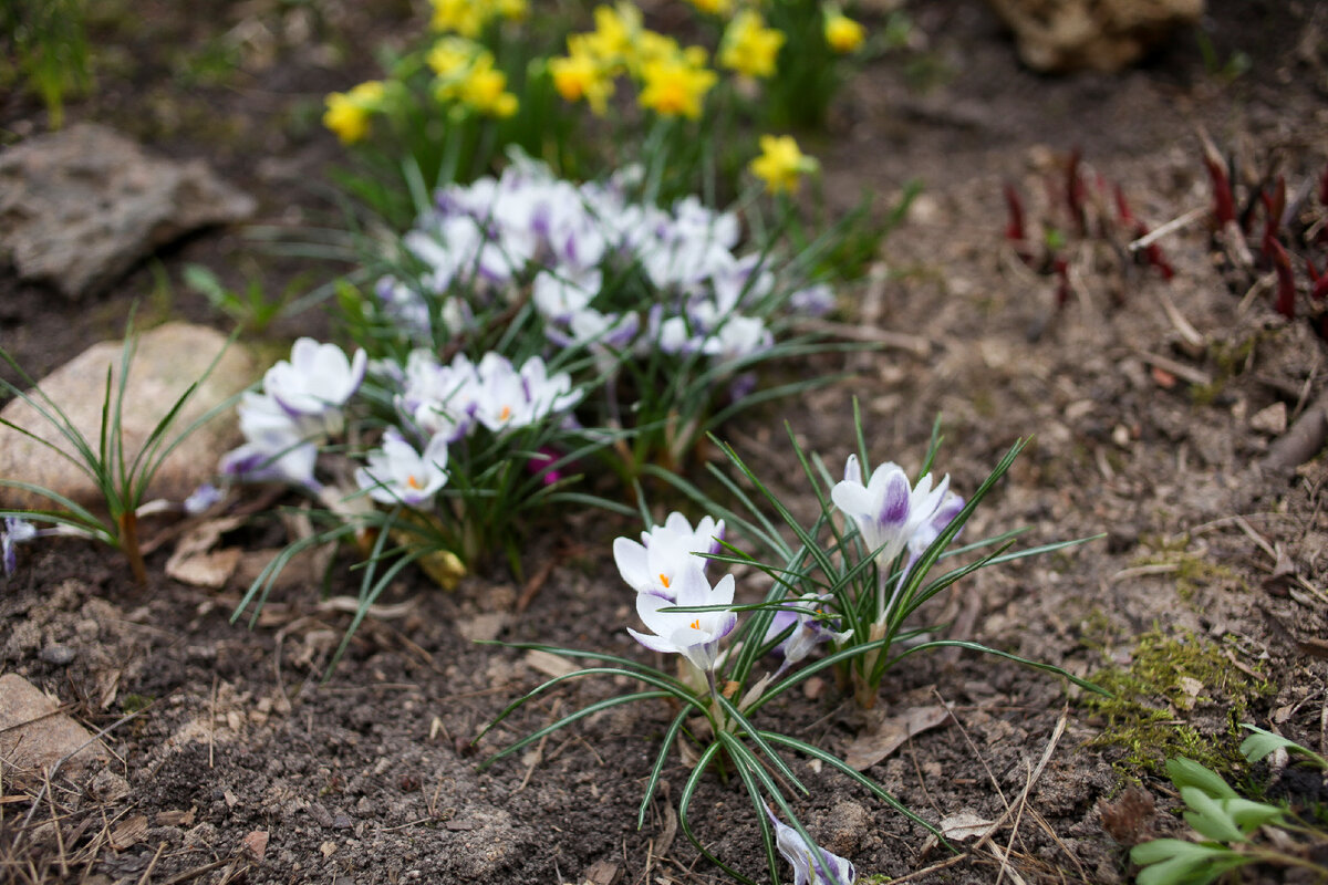 Крокус Prins Claus и ботанические нарциссы "Тет-а-тет".