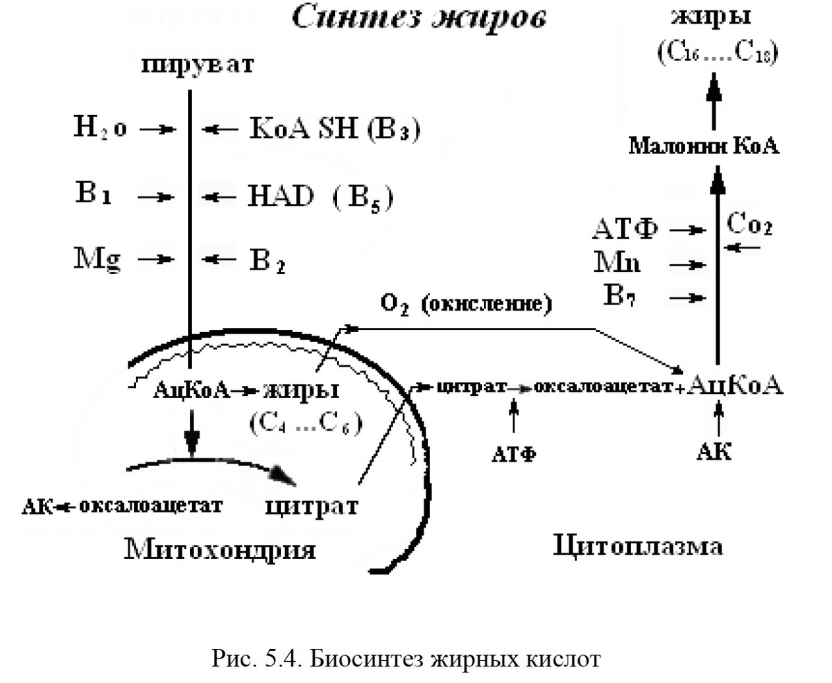 Митохондрии atf. Синтез атф в митохондриях. Функции органоидов клетки митохондрии. Органоиды. Митохондрии энергетические станции клетки.