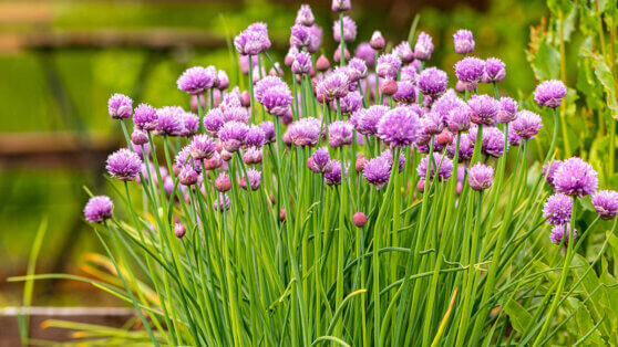    Шнитт-лук для еды и украшения огорода: как посадить семена или размножить делением куста Ирина Петрова