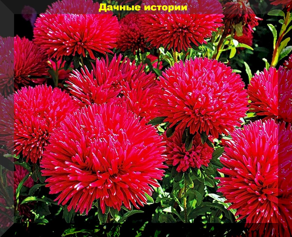 https://vk.com/photo-159774511_457260025. Астра «Александрия»