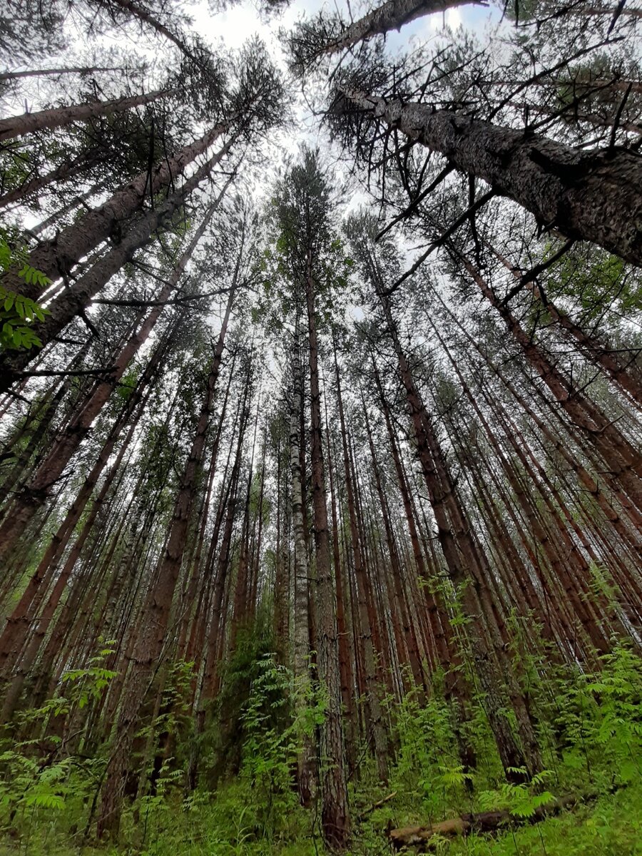 земляничный лес. Фото автора 