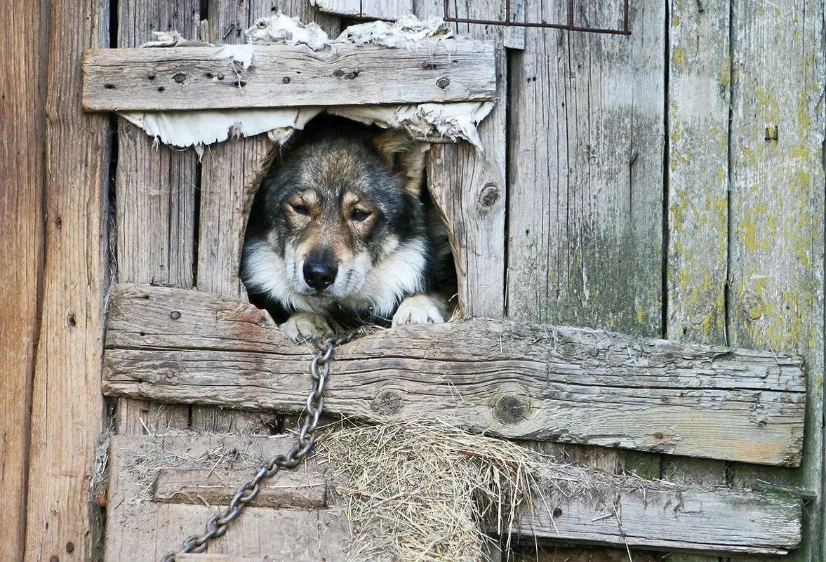 Почему НЕЛЬЗЯ держать собаку в будке и на цепи | Собака - друг человека |  Дзен