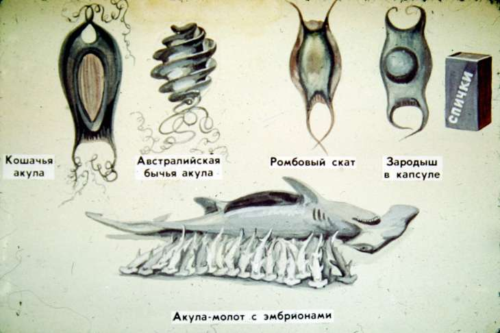 Яйца акулы картинки