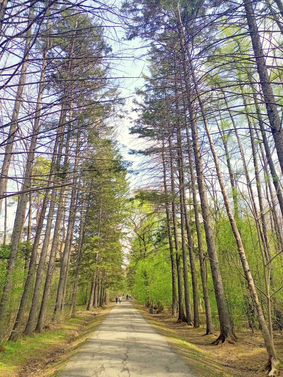 Хабаровский дендрарий. Фото моё