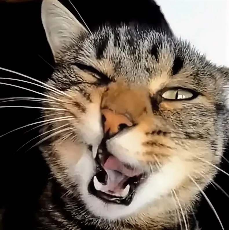 яндекс фото