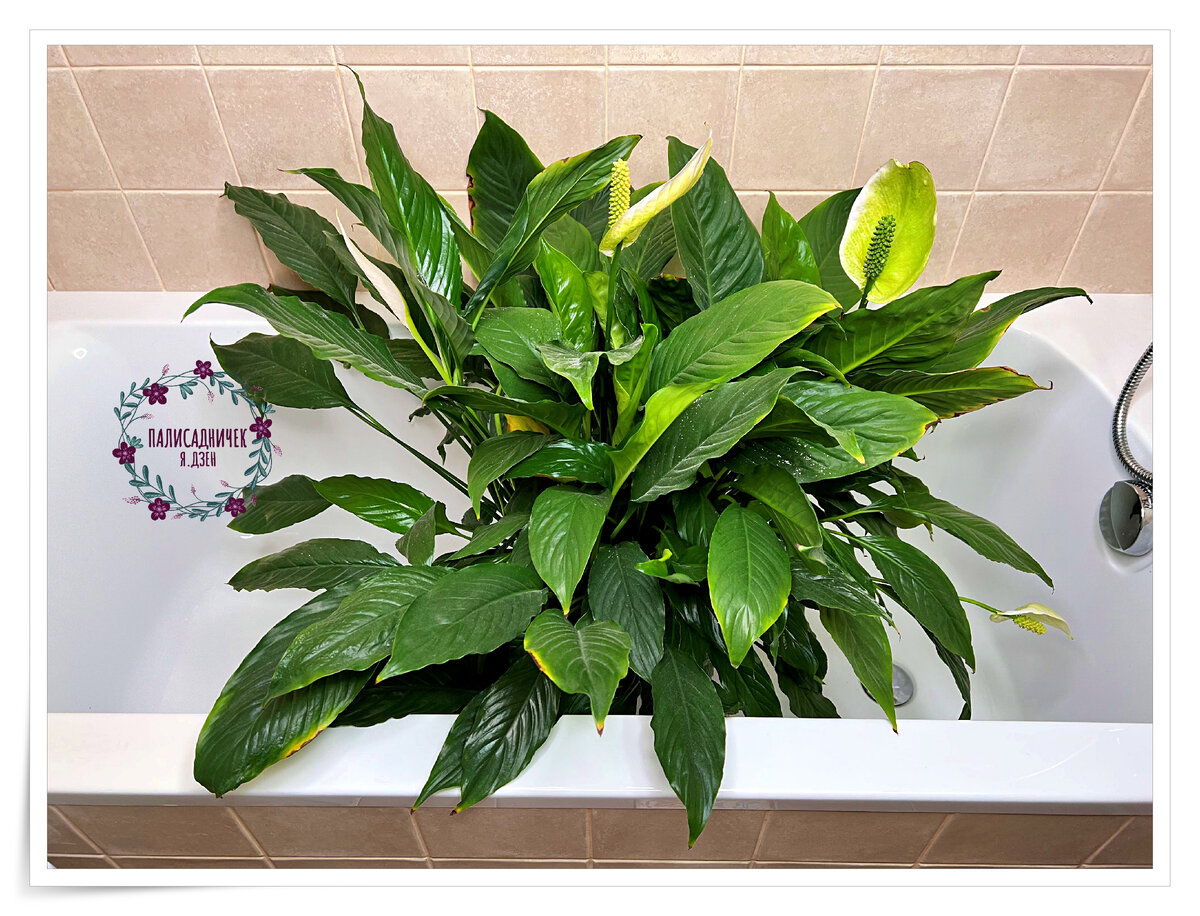 Мне даже, видите, вот эти страшненькие зелёненькие обрезать было некогда с учёбой своей... За то честные картинки — вот прям как есть :))