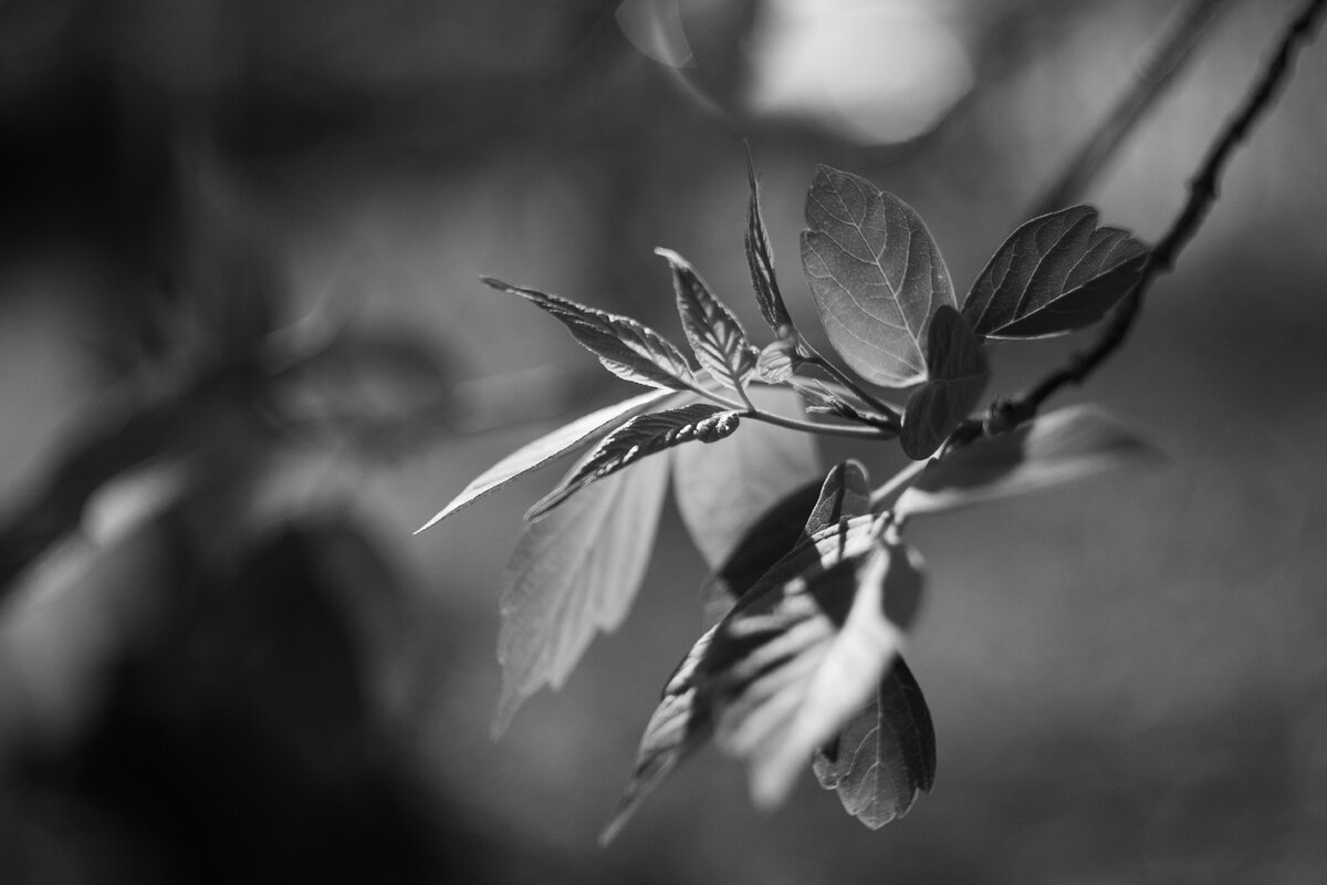 Canon EOS 1D Mark III + MC Zenitar-M2s 2/50. F2.0