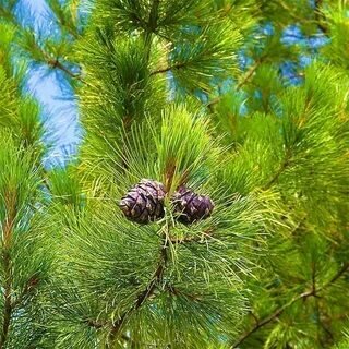 Кедр сибирский