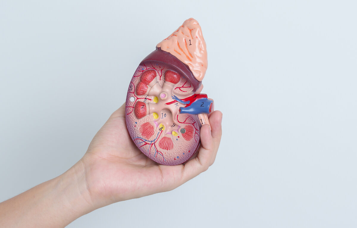 Камни в почках и питание: кто главный виновник? | Юрий Гичев | Дзен