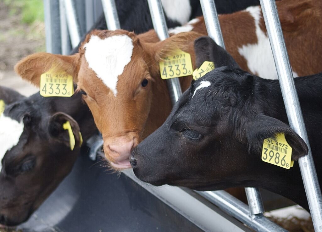 Вся продукция компании «Коудайс МКорма» отвечает требованиям ISO 9001–2009, ISO 22 000, включая НАССР, и производится по международным стандартам контроля качества De Heus Brokking Koudijs B. V. Компания «Коудайс МКорма» входит в российско-нидерландский холдинг, образованный корпорацией De Heus (Нидерланды) и компанией «МКорма» (Россия). Корпорация De Heus в свою очередь входит в топ‑15 крупнейших мировых производителей кормов и кормовых добавок для сельскохозяйственных животных и присутствует со своей продукцией в 75 странах мира.