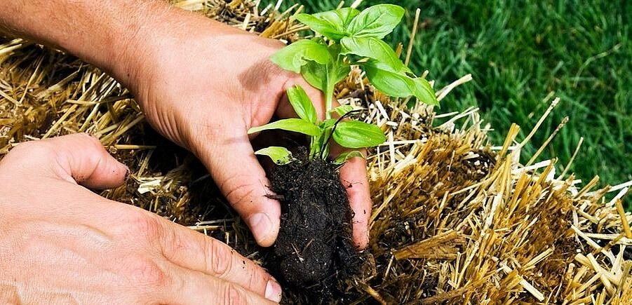 Органическое сельское хозяйство — забота о себе и о Земле