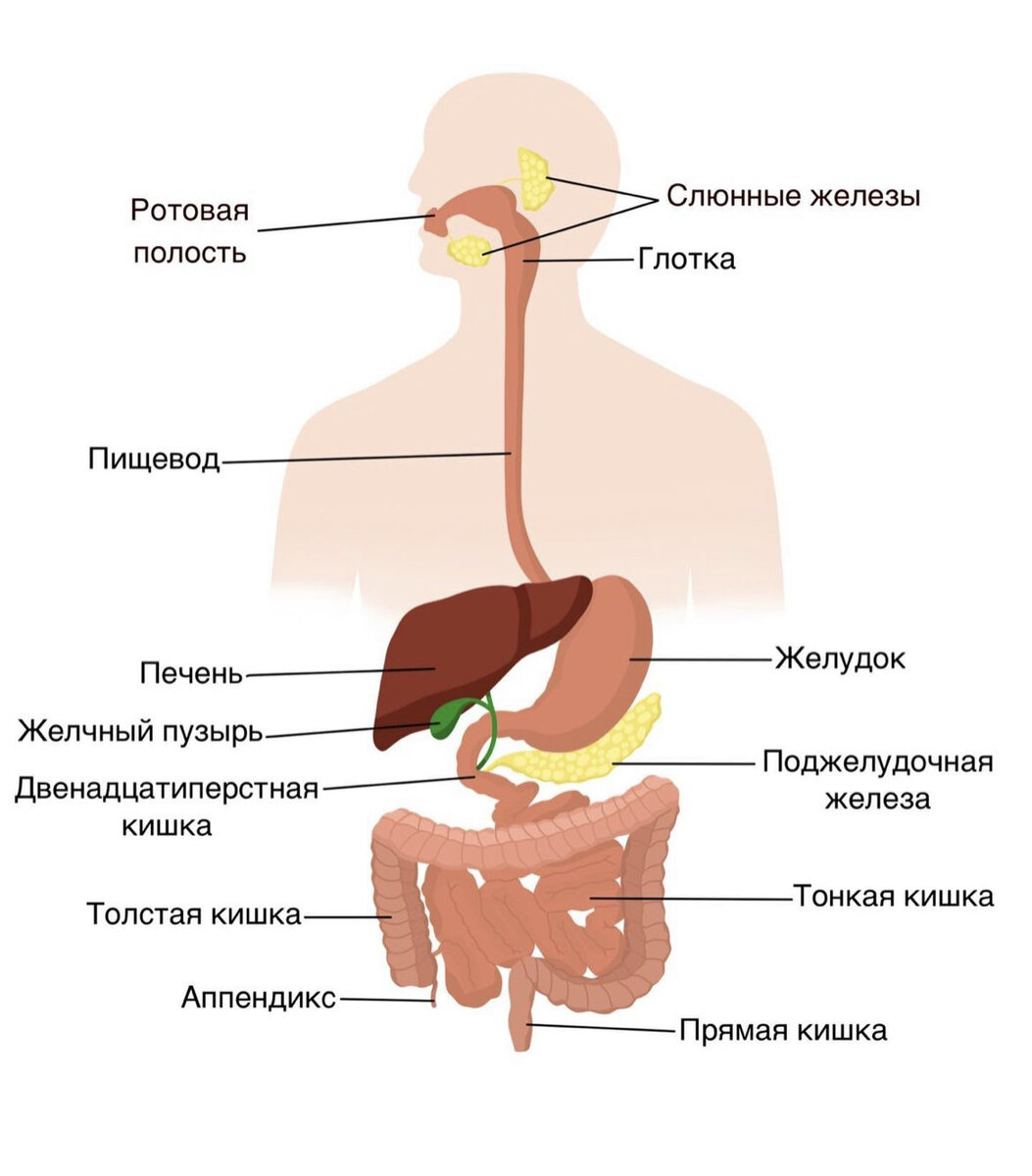 Схема передвижения пищи по пищеварительному тракту