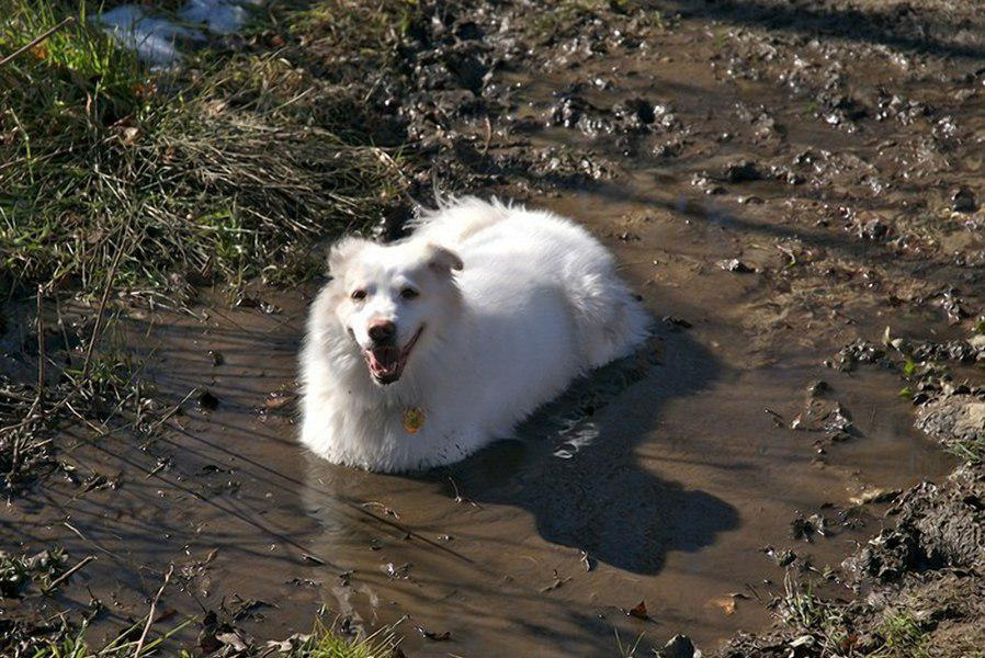 Почему собаки грязные. Собака в луже. Belaja sobachka v grjazi. Грязная белая собака.