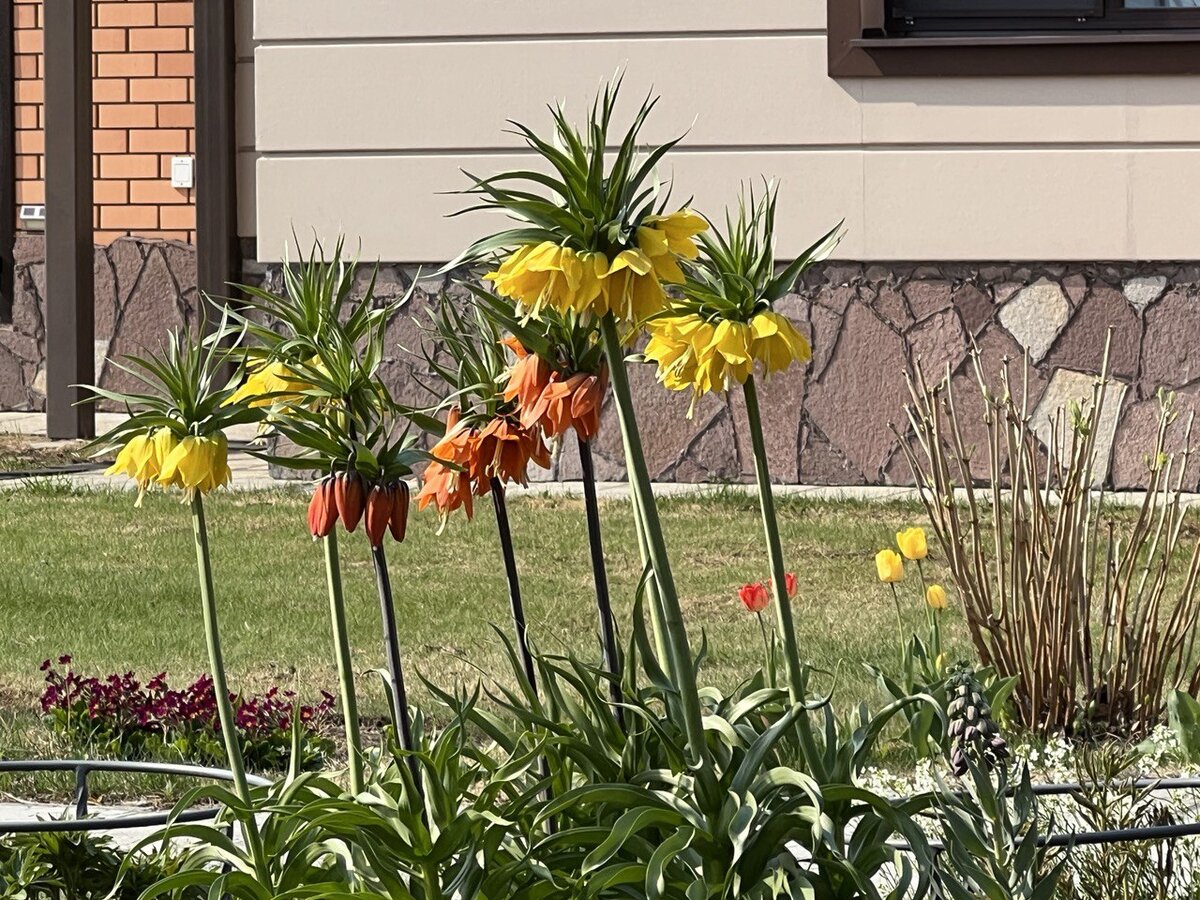 Все луковичные в галерее растут и уже цветут рядом с кустами пионов, которых еще и не видно даже