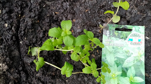 Наконец то высадила 🍀🍀🍀Мяту ПЕРЕЧНУЮ из Дома в Открытый Грунт. 👍👍👍Рассадина уже ПЕРЕРОСЛА. 😒 Надеюсь Приживётся ХОРОШО 10 мая 2023💖