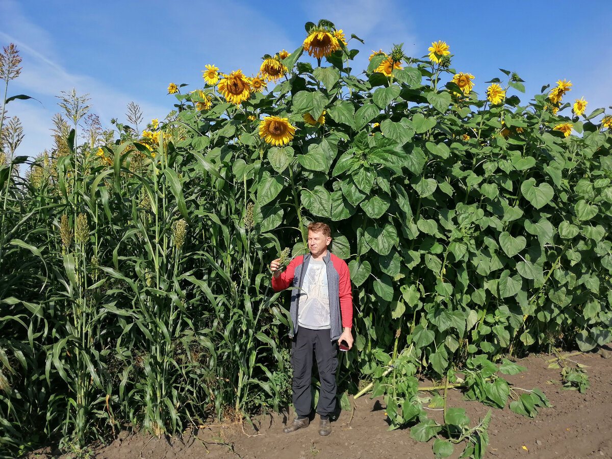 В течение периода вегетации на опытном поле ведутся фенологические наблюдения.