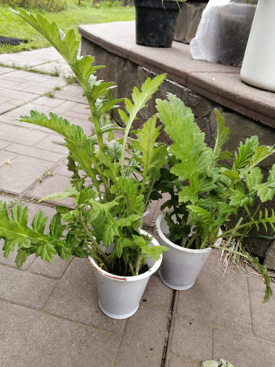 На первом плане мордовник, повытаскивала самосев второго или третьего года там, где этот красавчик растёт. И... чертей отгоняет!