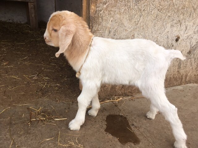 Один из козлят. Фото автора.