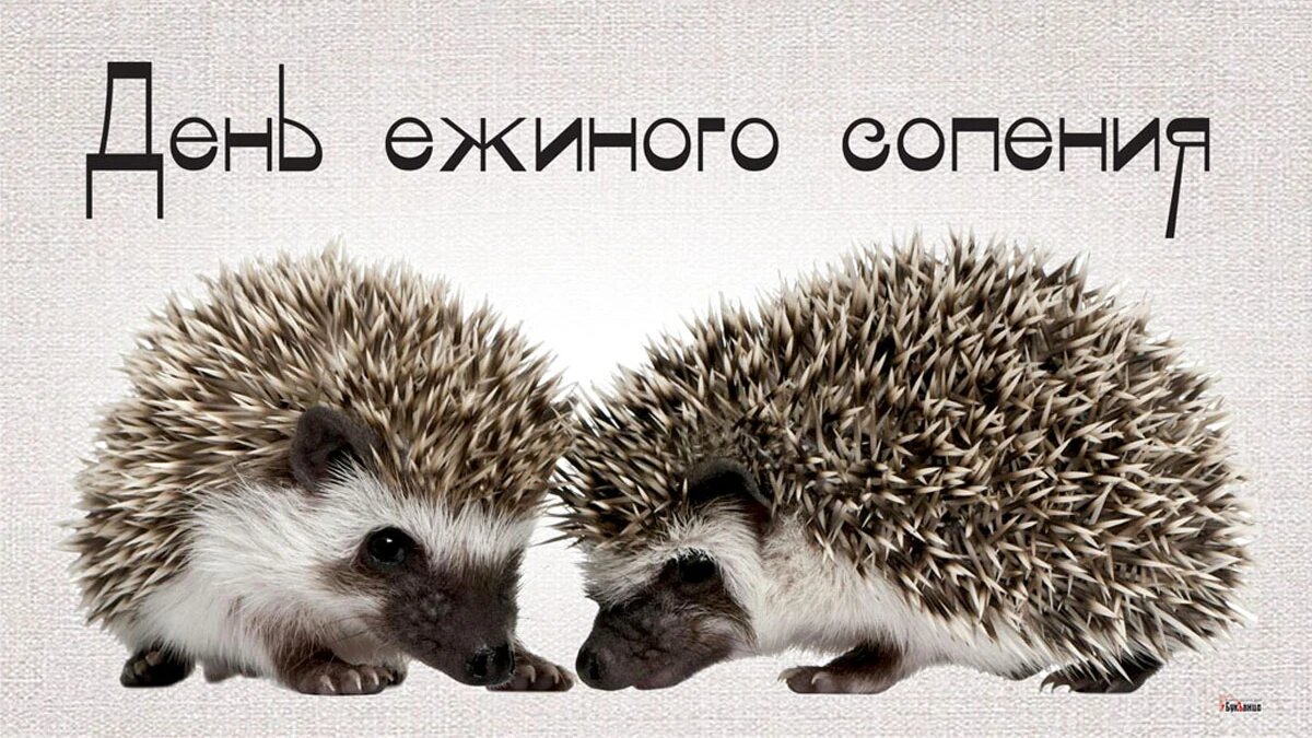 День ежиного сопения картинки