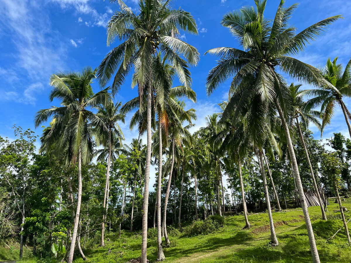 Природа на Филиппинах. Без фильтров