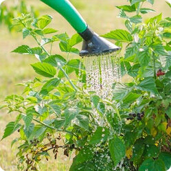 Удалите сорняки и мусор