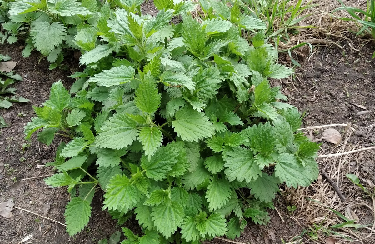 Фото автора. Просто крапива. Зато первая! 
