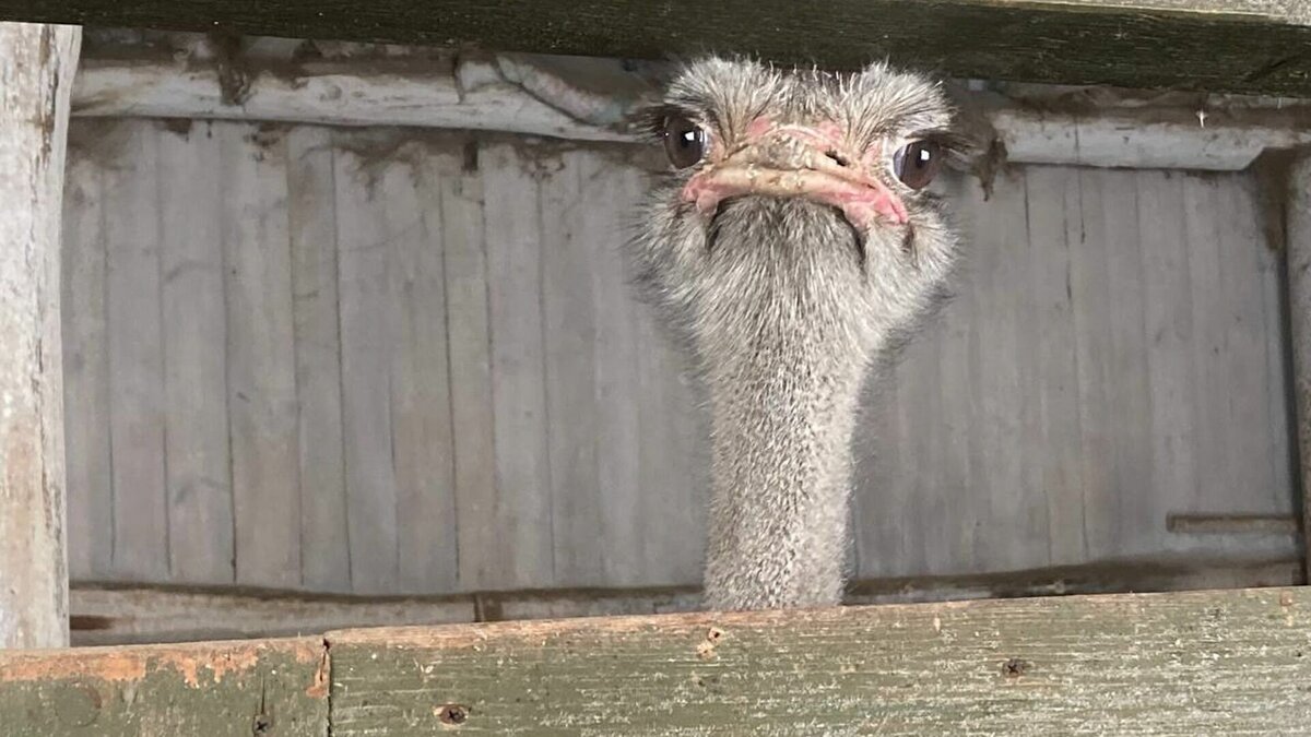     Ранее заявляли о возможной приостановке работы фермы в Усть-Заостровке.