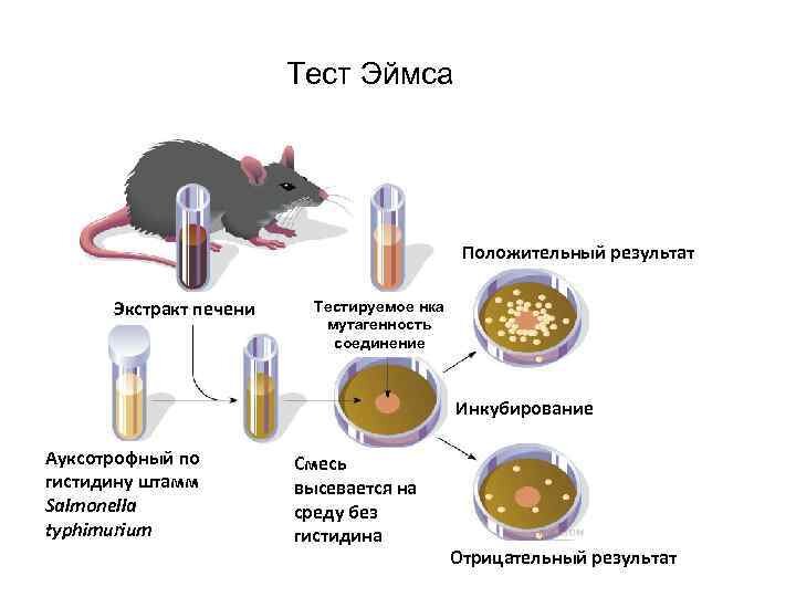 Тест Э́ймса (англ. Ames test) — генетический тест с использованием бактерий Salmonella Typhimurium в качестве тест объекта [1]. Предназначен для оценки мутагенного потенциала химических соединений. 