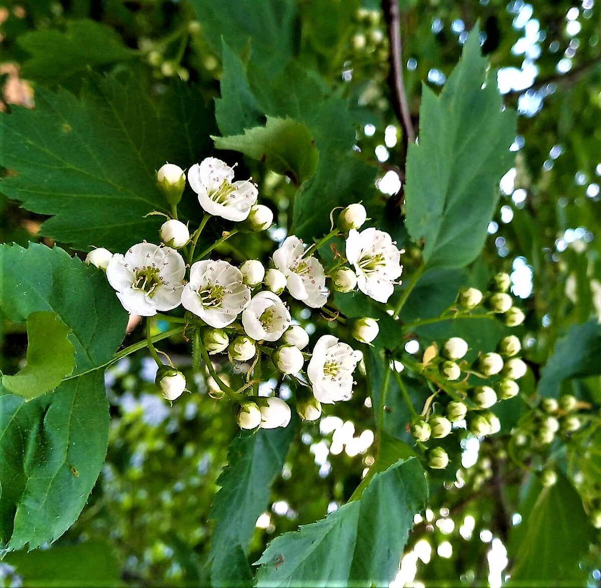 Это май! Фото автора канала.