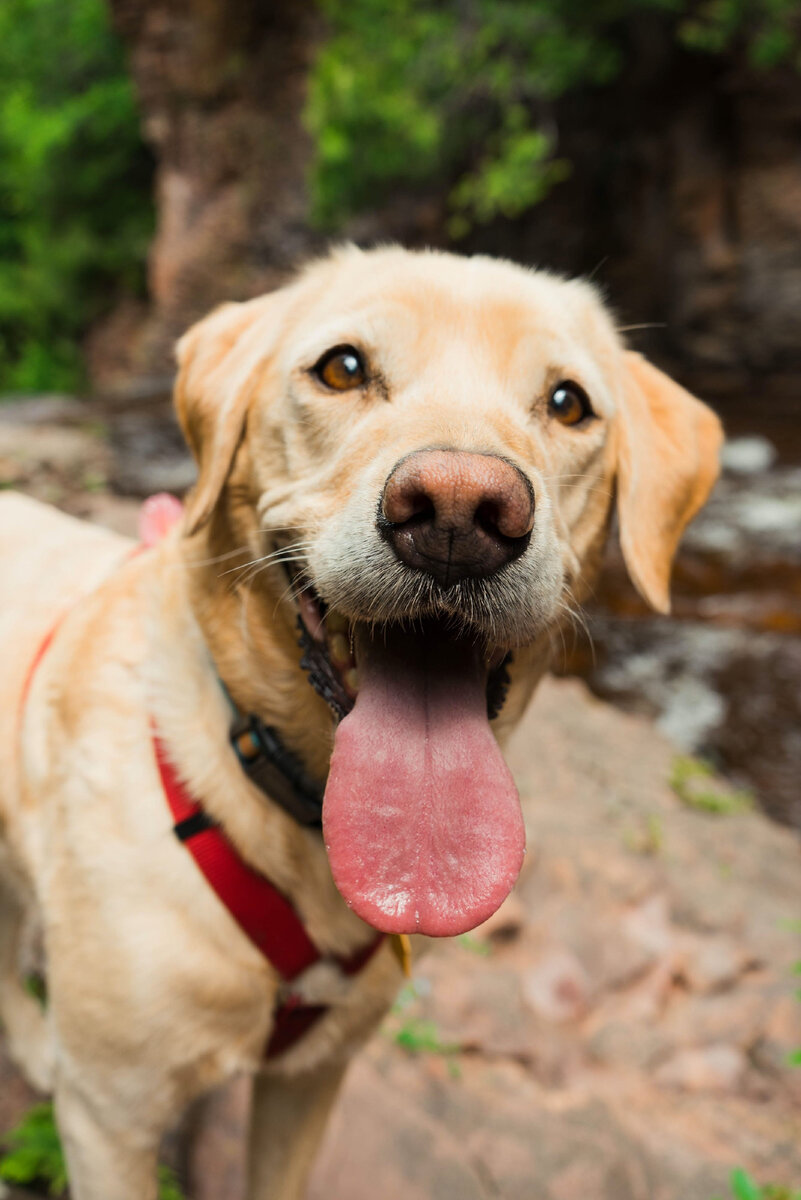 Для лабрадора прогулка - огромная радость