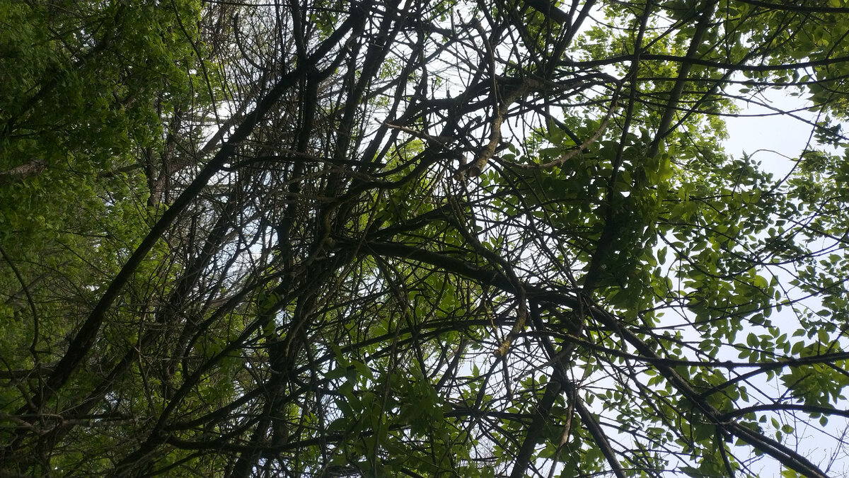 На западе Зелёного острова