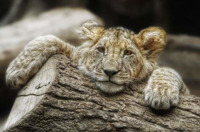 Тот паренёк удивительным образом напоминает мне этого кошачьего своей безмятежностью) Фото из интернета