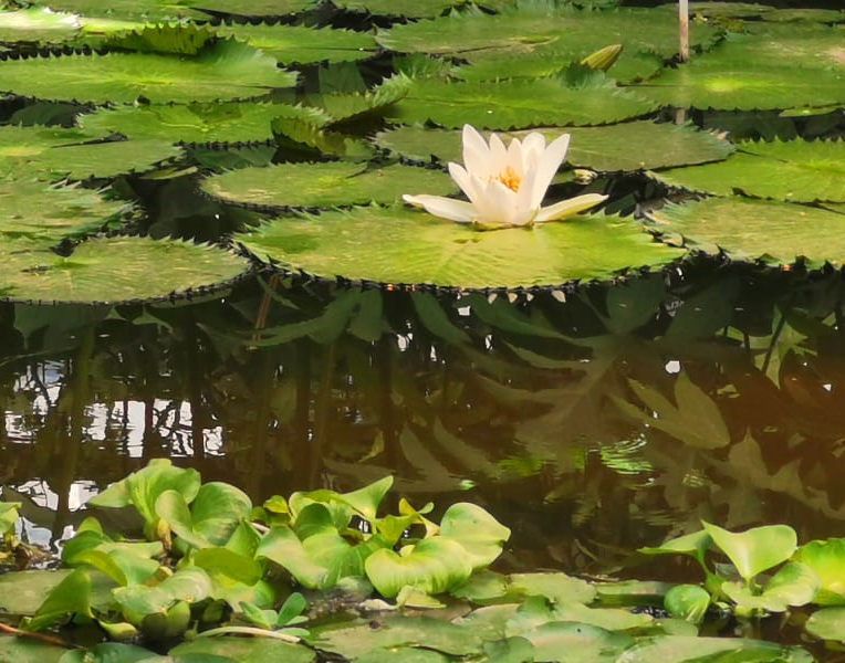 Когда в дне отражается небо, а без донного сумрака был не возможен свет.