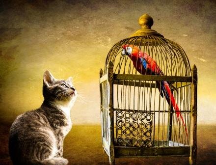 Из интернета. НЕ ВСЯКИЙ, КТО ОТКРОЕТ ВАШУ КЛЕТКУ - ВАШ ДРУГ!!!