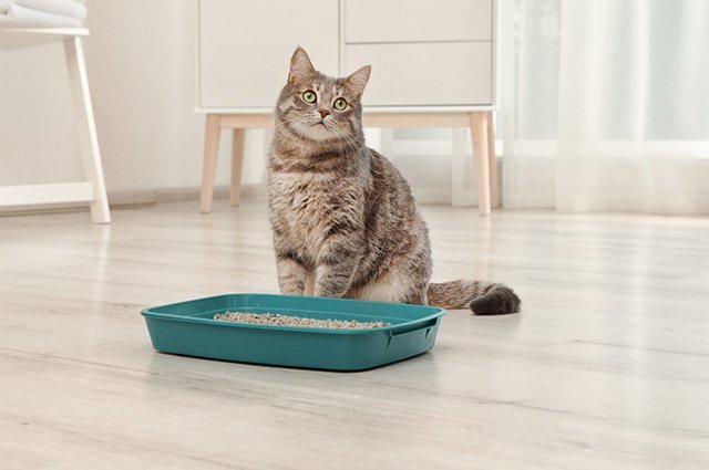    Что делать, если кошка ходит в туалет мимо лотка?