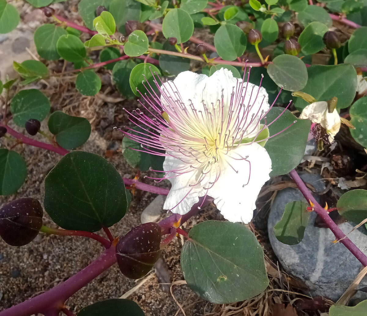 Сорное растение на пляже оказалось Каpparis. Его бутоны - те самые каперсы. Фото автора