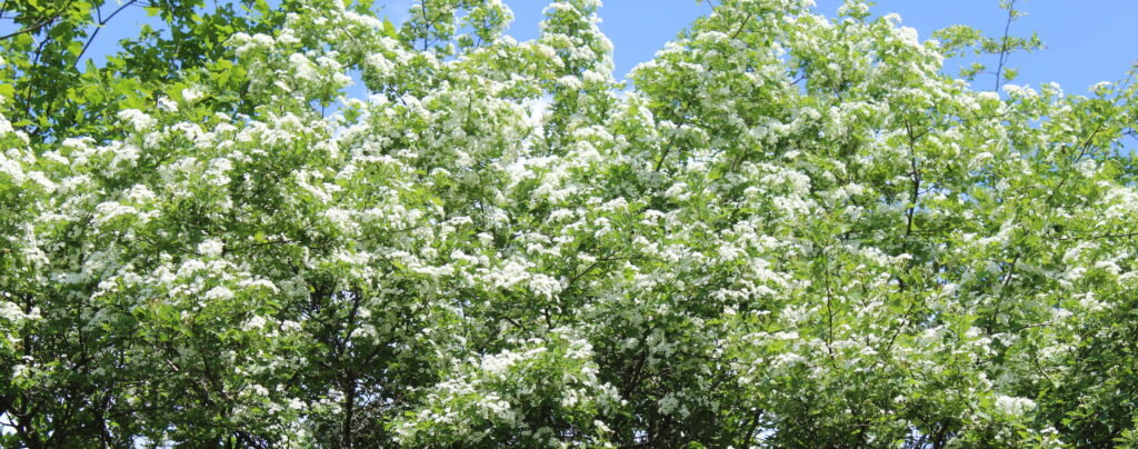 Боярышник в цвету в горах, пасека Медовый Крым.