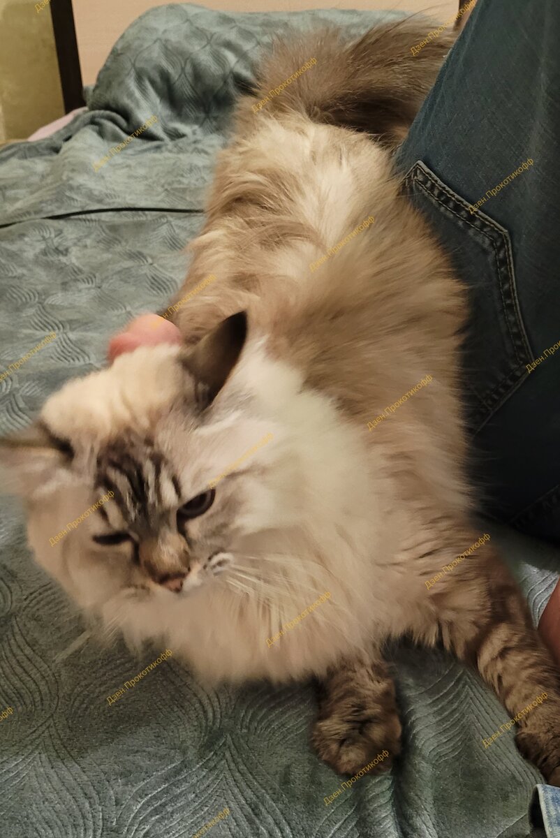 весь вид кошечки свидетельствует о мучительности бытия...