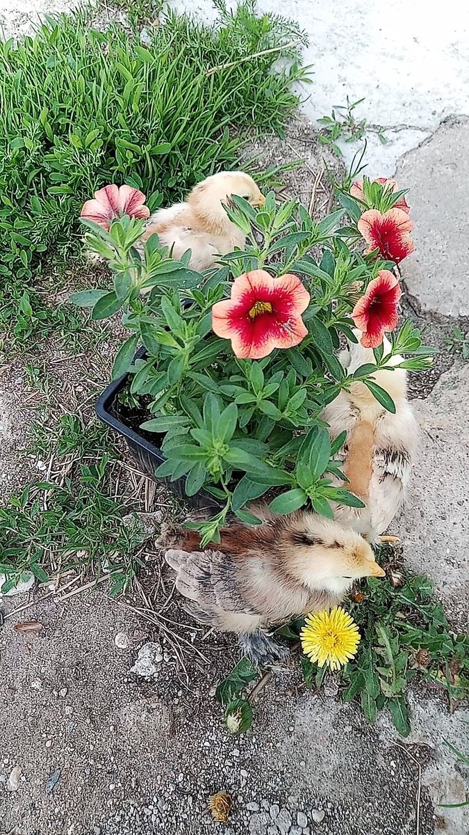 Маленькие курочки