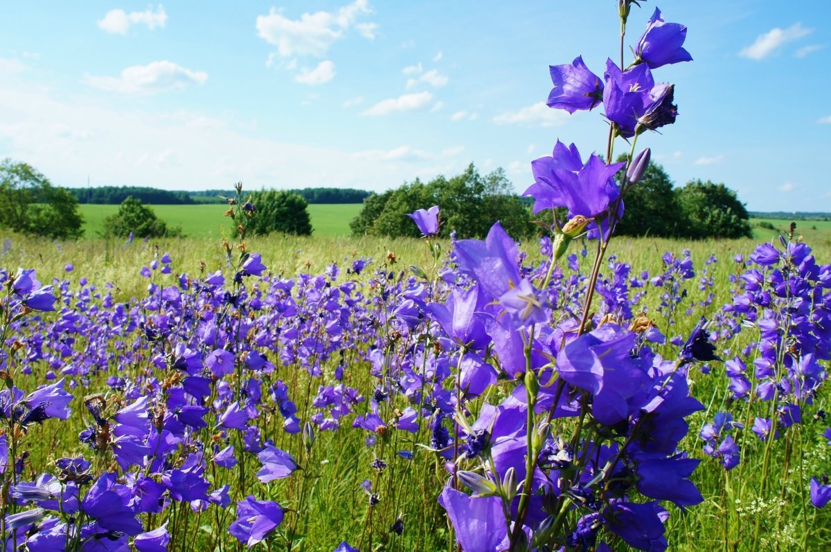колокольчик лета. колокольчик лета. колокольчик полевой. колокольчик лета. кампанула лесная.