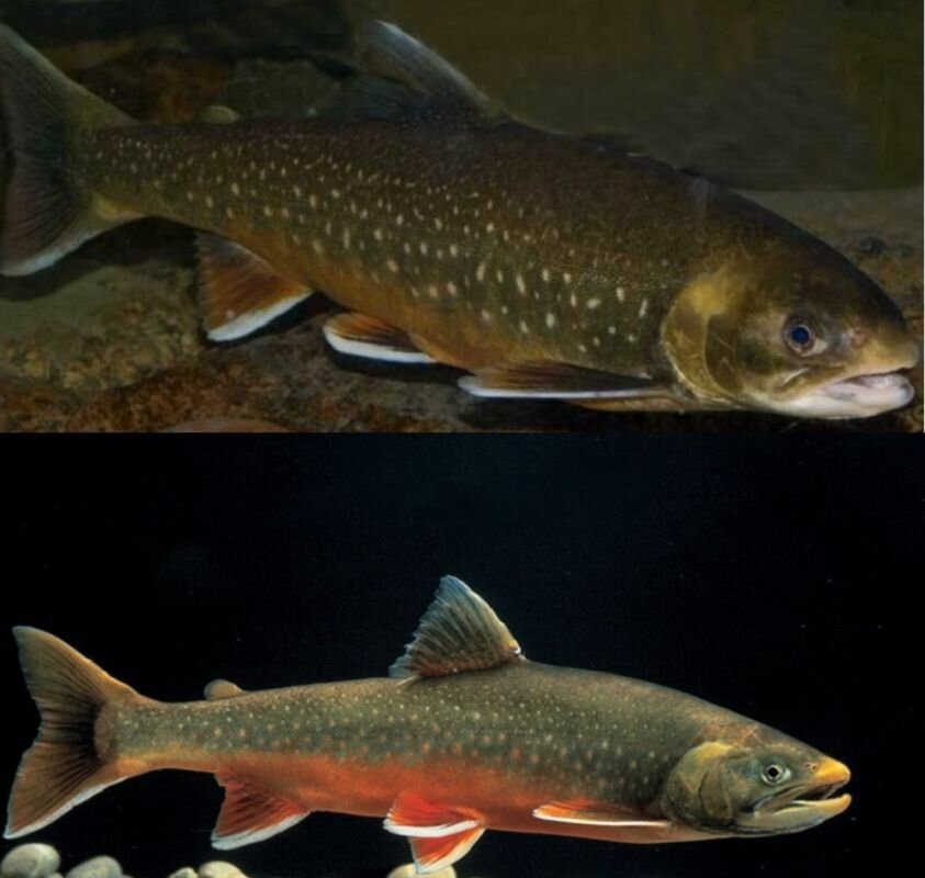 Виды хищника.