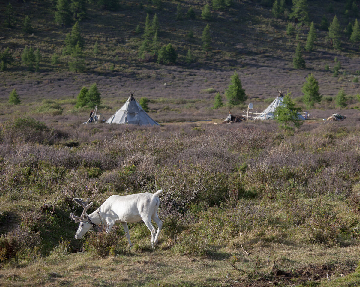 Жизнь на стойбище