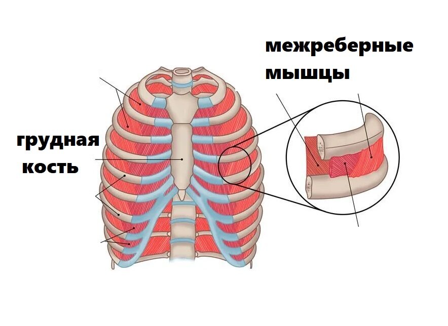 Межреберная невралгия - симптомы, причины, виды и лечение у женщин и мужчин в Москве в «СМ-Клиника»